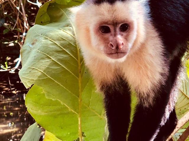 Mar Verde Lodge Puerto Viejo de Talamanca Ngoại thất bức ảnh