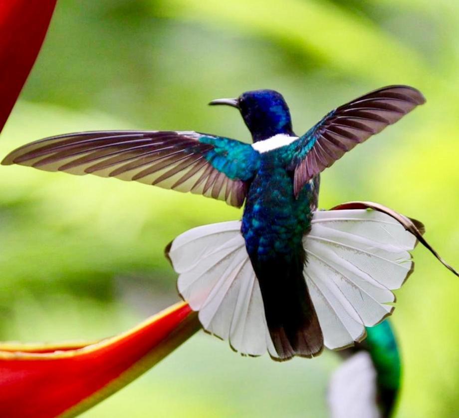 Mar Verde Lodge Puerto Viejo de Talamanca Ngoại thất bức ảnh